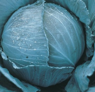 img-1: Капуста краснокочанная Претино F1 - ООО «Семена Тут»