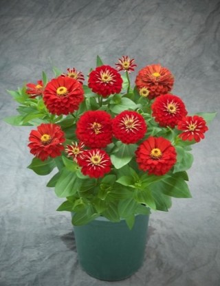 img-1: Цинния Прециоза Ред [1000 шт] - ООО «Семена Тут»