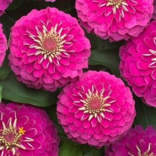 img-0: Цинния Прециоза Роуз [1000 шт] - ООО «Семена Тут»