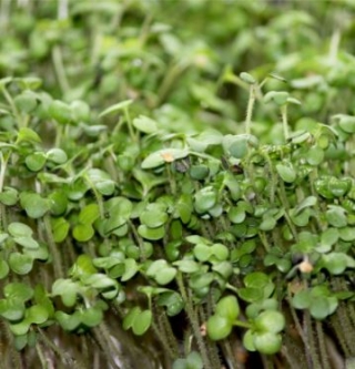 Горчица Прима овощная листовая зеленая - ООО «Семена Тут»