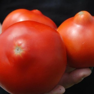 img-0: Томат Примо Ред F1 - ООО «Семена Тут»