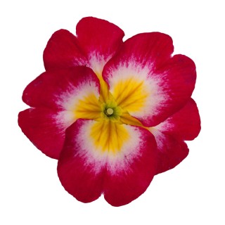 img-0: Примула Данесса Роуз Биколор [100 шт] - ООО «Семена Тут»