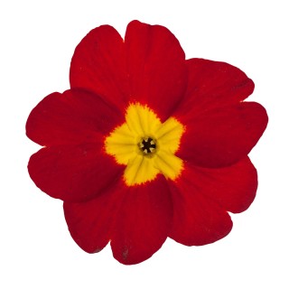 Примула Данесса Скарлет [100 шт] - ООО «Семена Тут»