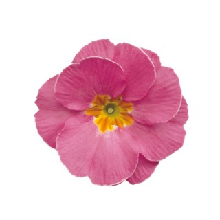 Примула полиантовая Супернова Пинк [100 шт] - ООО «Семена Тут»