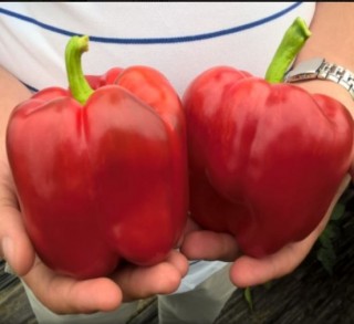 img-1: Перец Прокрафт F1 - ООО «Семена Тут»