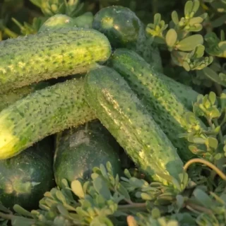 img-0: Огурец Проликс F1 - ООО «Семена Тут»