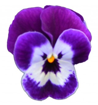 Виола рогатая Перфето Пурпл Фейс [100 шт] - ООО «Семена Тут»