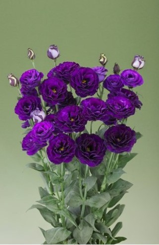 img-1: Эустома Крома 2 Пурпл [500 драже] - ООО «Семена Тут»