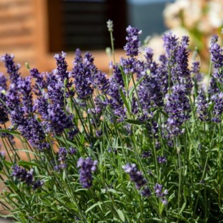 img-0: Лаванда Чилаут Блю [500 шт] - ООО «Семена Тут»