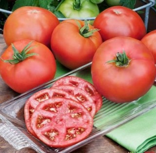 Томат Король ранних - ООО «Семена Тут»