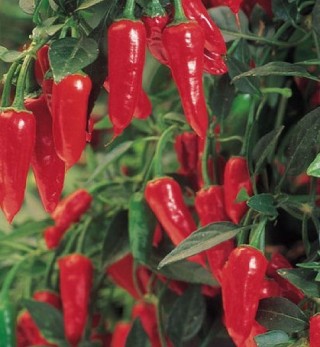 img-0: Перец Рамиро - ООО «Семена Тут»