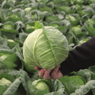 Капуста белокочанная Ранини F1 - ООО «Семена Тут»