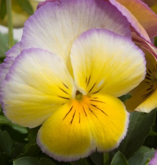 img-1: Виола крупноцветковая Ультима Редиенс Лилак [1000 шт]* - ООО «Семена Тут»