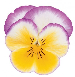 img-0: Виола крупноцветковая Ультима Редиенс Лилак [1000 шт]* - ООО «Семена Тут»