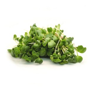 Редька черная Карбон МЗ - ООО «Семена Тут»