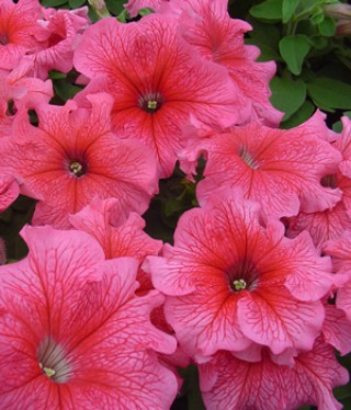 Петуния грандифлора Танго Ред Вейн [1000 драже] - ООО «Семена Тут»