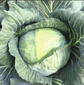img-0: Капуста белокочанная Репорт F1 - ООО «Семена Тут»