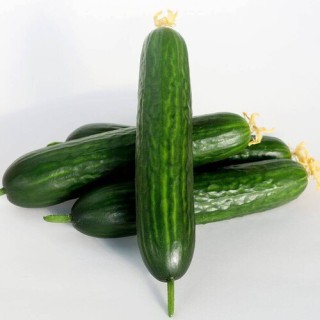 img-0: Огурец Волга F1 - ООО «Семена Тут»