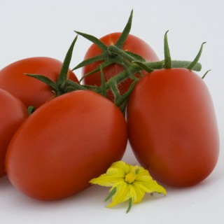 Томат Рекс F1 - ООО «Семена Тут»
