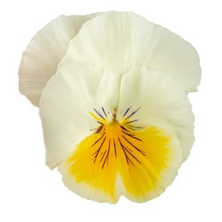 img-0: Виола ампельная Хайфлайер F1 Лемон Сплеш [500 шт] - ООО «Семена Тут»