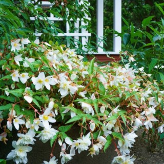 Бегония боливийская Санта Барбара [1000 драже] - ООО «Семена Тут»