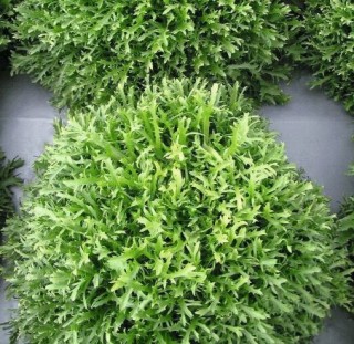 Салат цикорный Родос F1 - ООО «Семена Тут»