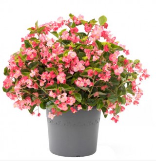 Бегония гибридная Викинг XL F1 Роуз он Грин [1000 драже] - ООО «Семена Тут»