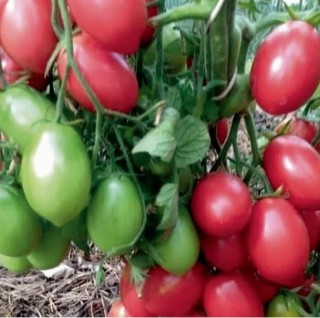Томат Розовый перезвон - ООО «Семена Тут»