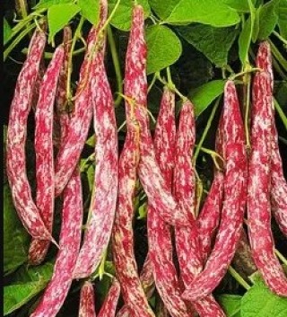 img-1: Фасоль овощная Рябушка - ООО «Семена Тут»