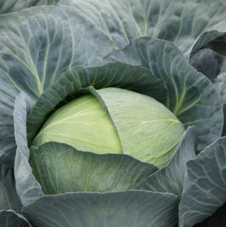 img-0: Капуста белокочанная Саксесор F1 - ООО «Семена Тут»