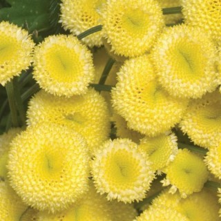 img-0: Ромашка  Вегмо Санни Болл Голд [1000 шт] - ООО «Семена Тут»