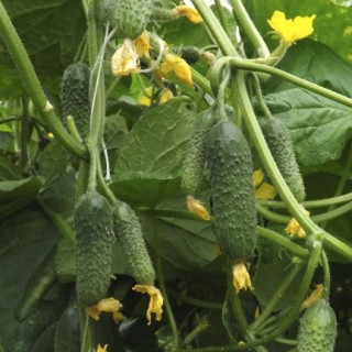 img-0: Огурец Санора F1 - ООО «Семена Тут»