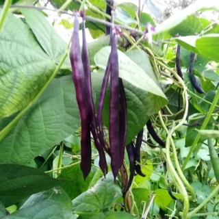 img-0: Фасоль вьющаяся Блюхильда - ООО «Семена Тут»