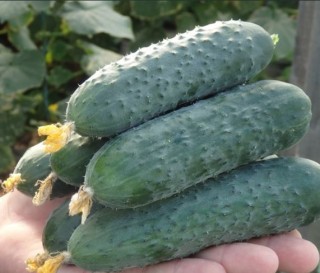 img-1: Огурец Северин F1 - ООО «Семена Тут»