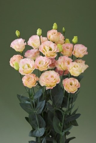 img-1: Эустома Крома 2 Шампань [500 драже] - ООО «Семена Тут»