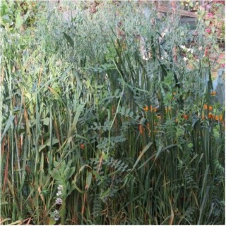 img-0: Вико-овсяная смесь - ООО «Семена Тут»