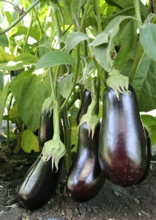img-1: Баклажан Синегал - ООО «Семена Тут»
