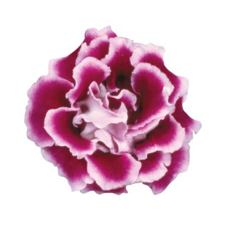 img-1: Глоксиния Брокад F1 Блю энд Вайт  [1000 драже] - ООО «Семена Тут»