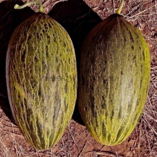 img-0: Дыня Сисапо F1 - ООО «Семена Тут»