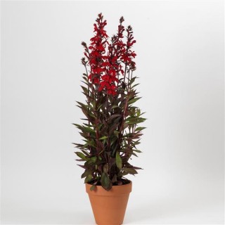 img-1: Лобелия прекрасная Старшип Скарлет Бронз Лиф [100 драже] - ООО «Семена Тут»