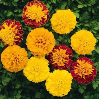 Бархатцы отклоненные махровые Бой смесь - ООО «Семена Тут»