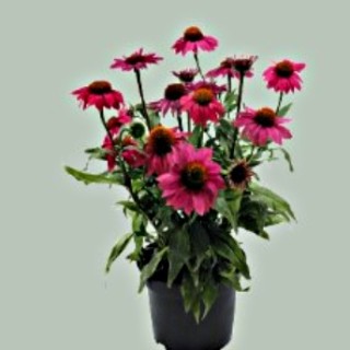 img-2: Эхинацея Поллинейшн Маджента [1000 шт] - ООО «Семена Тут»