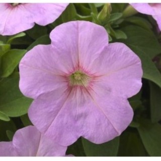 Петуния гибридная Трилоджи Пинк Липс [1000 драже] - ООО «Семена Тут»