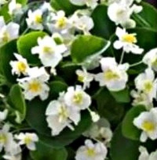 Бегония вечноцветущая махровая Фиона Вайт [1000 драже] - ООО «Семена Тут»