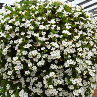 img-1: Бакопа Сноутопия [100 м/драже] - ООО «Семена Тут»