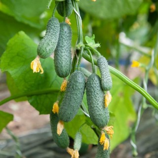 img-0: Огурец Стартап+ F1 - ООО «Семена Тут»