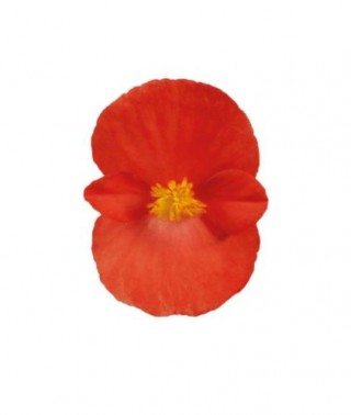 Бегония вечноцветущая зеленолистная Супер Кул Ред [1000 драже] - ООО «Семена Тут»