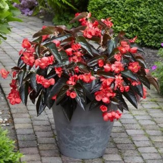 Бегония гибридная Драгон Винг Ред Бронз Лиф [100 драже] - ООО «Семена Тут»