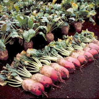 Свекла кормовая Рекорд Поли - ООО «Семена Тут»