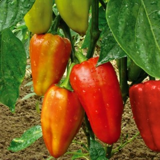 img-0: Перец Тацит F1 - ООО «Семена Тут»